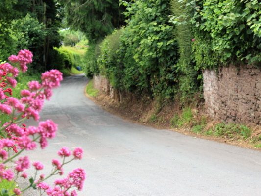 A country lane with pink flowers