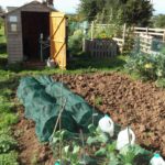 Shed with an open door behind an allotment