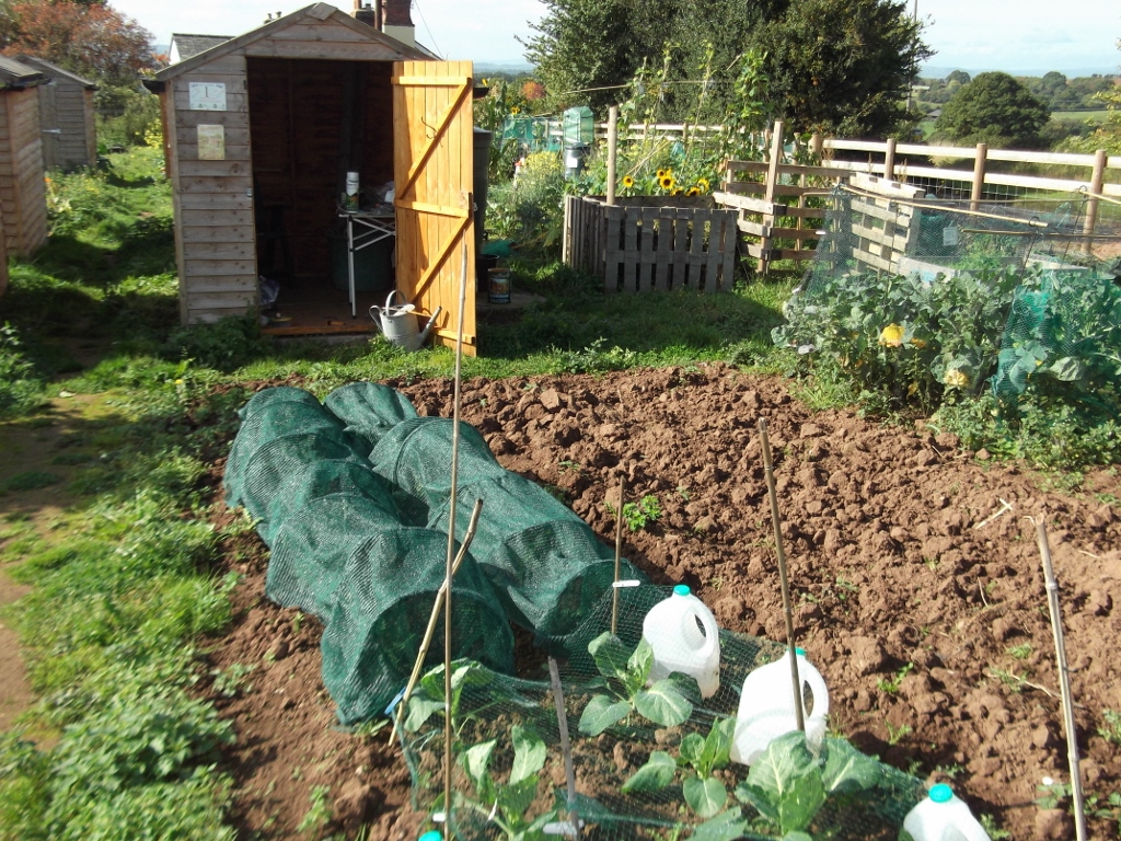 Shed with an open door behind an allotment