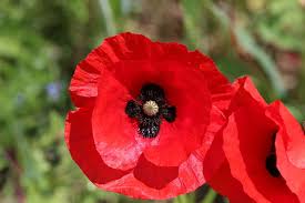 Red poppy flowers