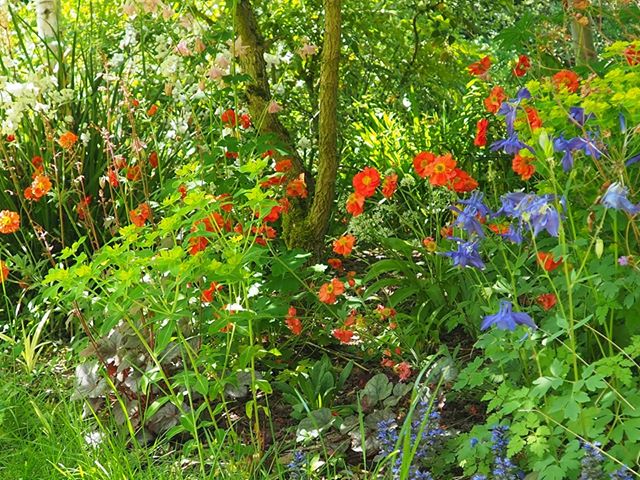 Orange and blue flowers and green leaves