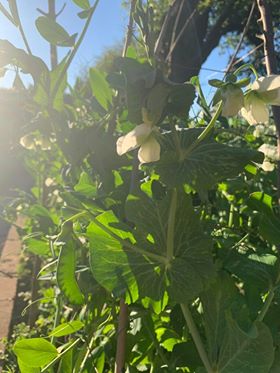 White flowers in front of a blue sky