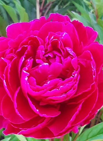 Deep pink flower