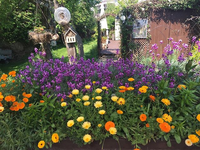 Purple, orange and yellow flowers