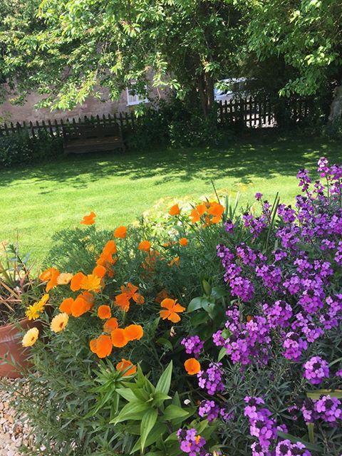 Orange and purple flowers and a lawn