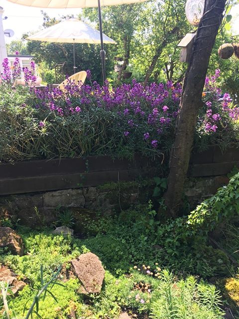 Purple flowers in front of an umbrella