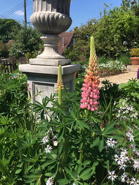 Pink lupin and sculpture