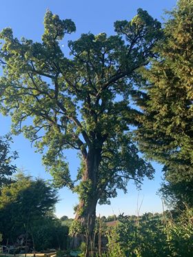 Tree silhouetted against a blue sky