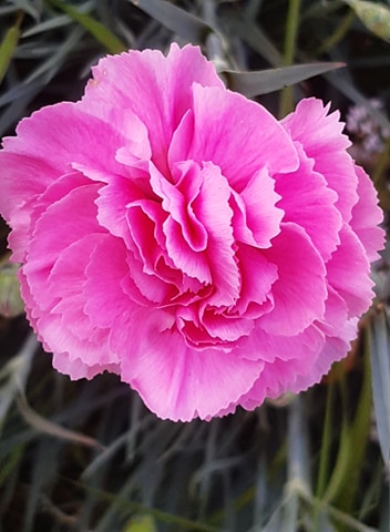 Pink flower