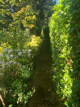 Green hedges