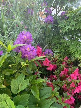 Pink and purple flowers