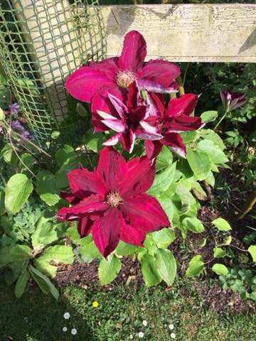 Two deep pink clematis flowers