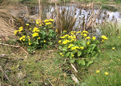 Yellow flowers and pond