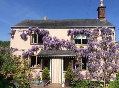 Cream coloured house covered in purple wisteria flowers