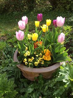 Pink, yellow and purple tulips in a pot