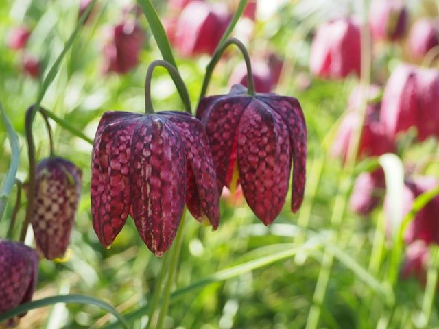 Crimson hanging flowers