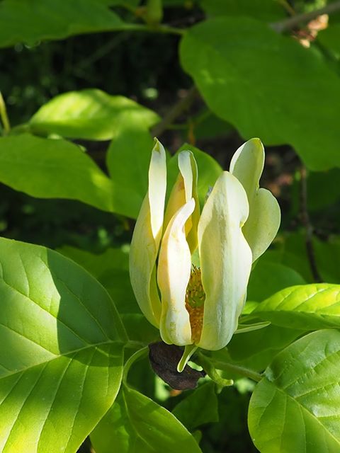 Cream tulip tree flower surrounded by green leaves