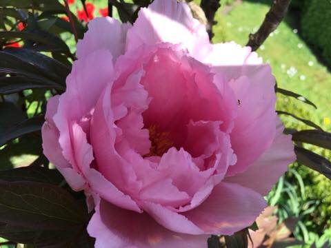 Pink flower