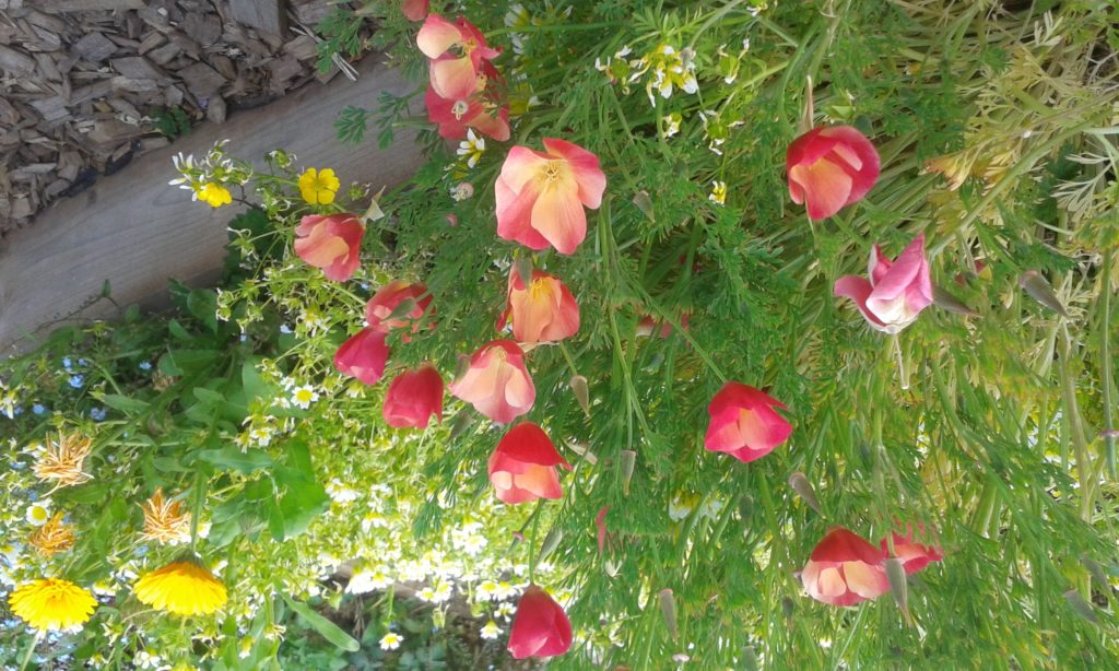 Orange and red Californian poppies