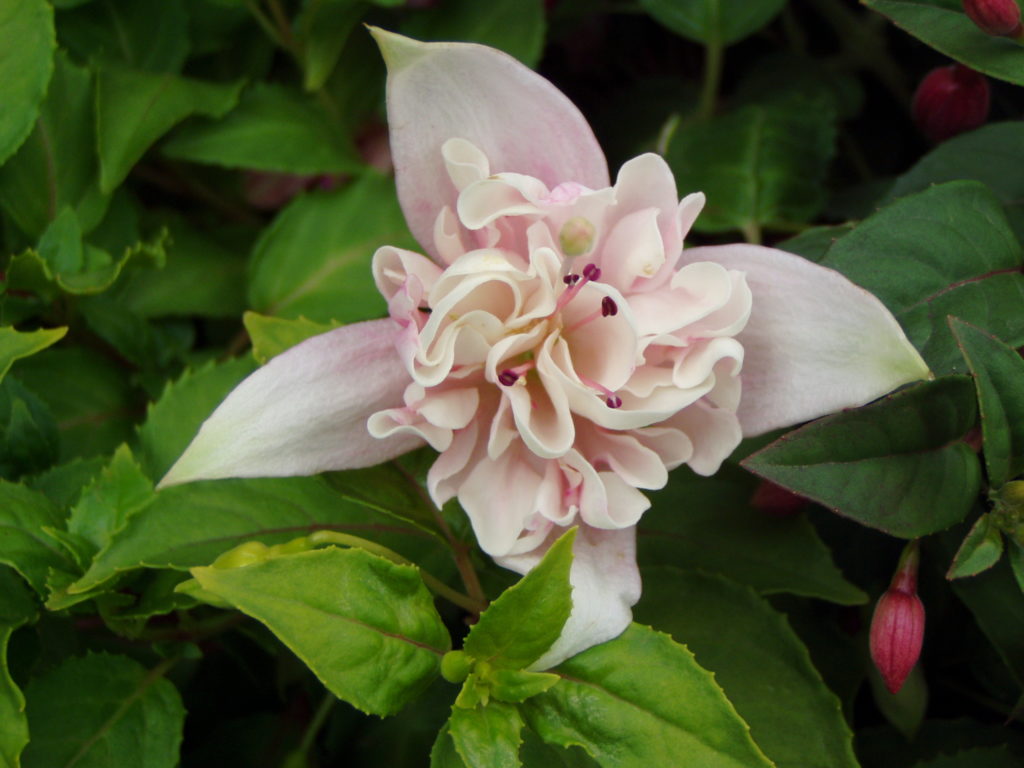 Close up of a pale pink flowers