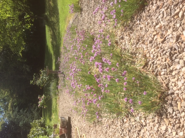 Purple chive flowers growing in gravel with grass and trees behind