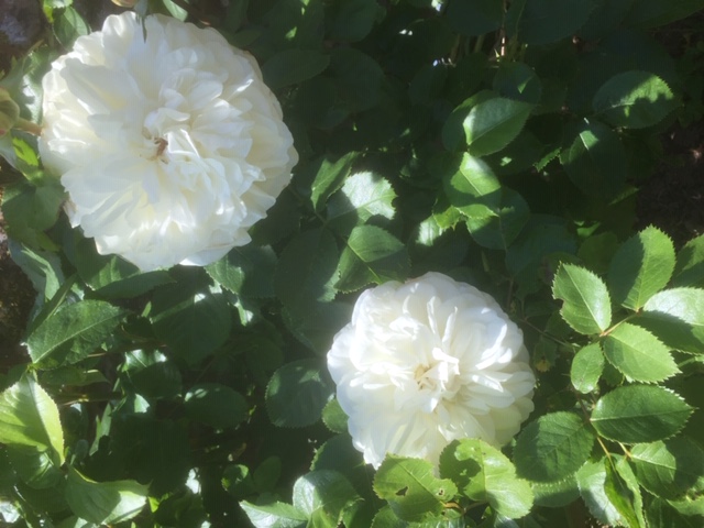 White roses