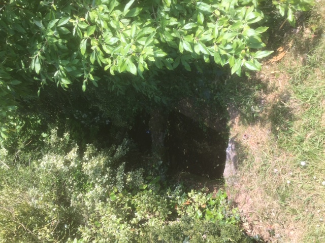 Dark pond surrounded by green bushes