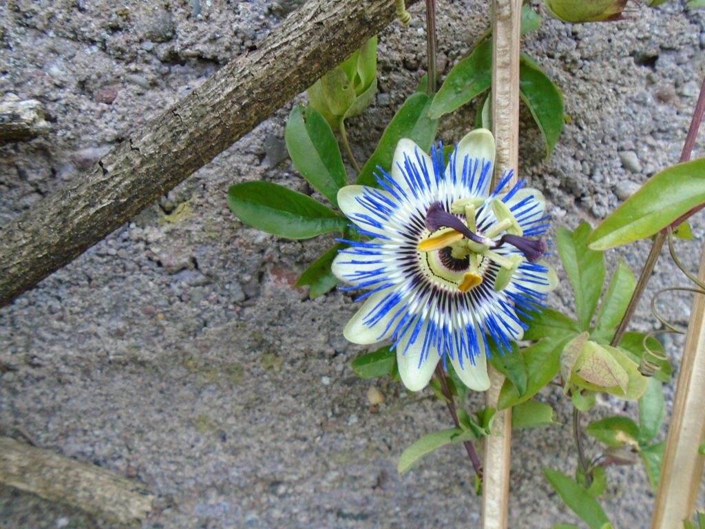 Blue coloured passion flower