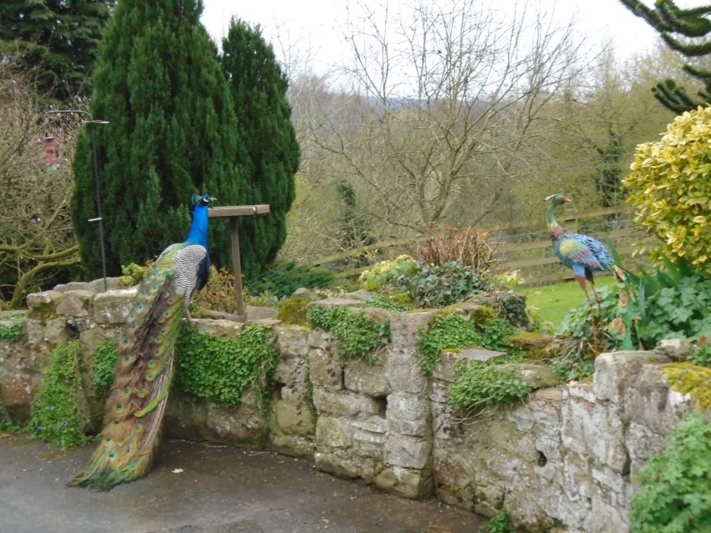 Peacock perched on stone wall in garden with a peacock sculpture