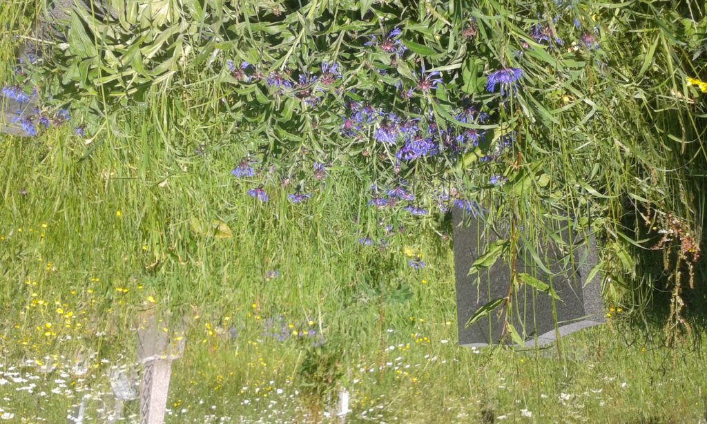 Blue wild flowers and gravestones