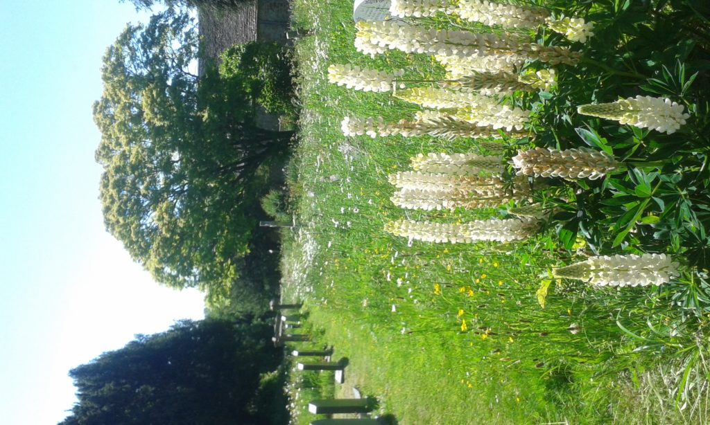 White lupins in the churchyard