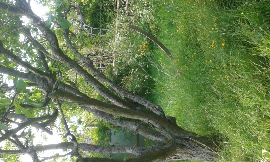 An old plum tree and white flowers