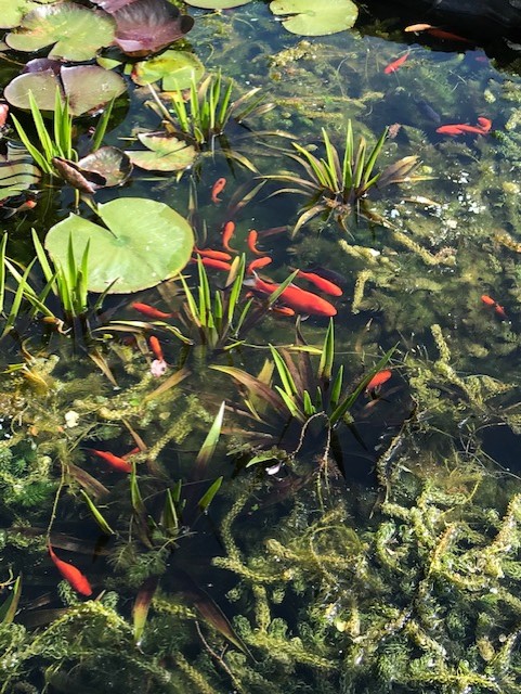 Gold fish in a pond with water lily leaves