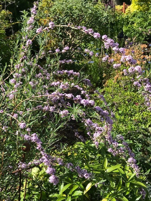 sprays of lilac flowers in a garden