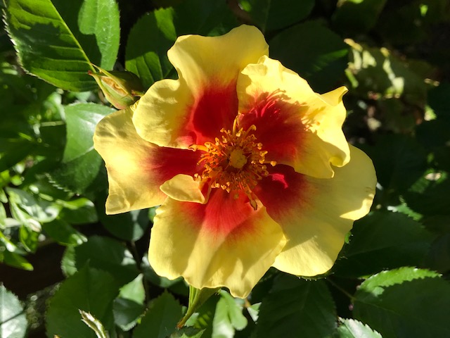 A yellow flower with a red centre