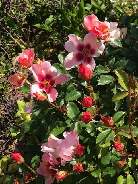 Pink flowers