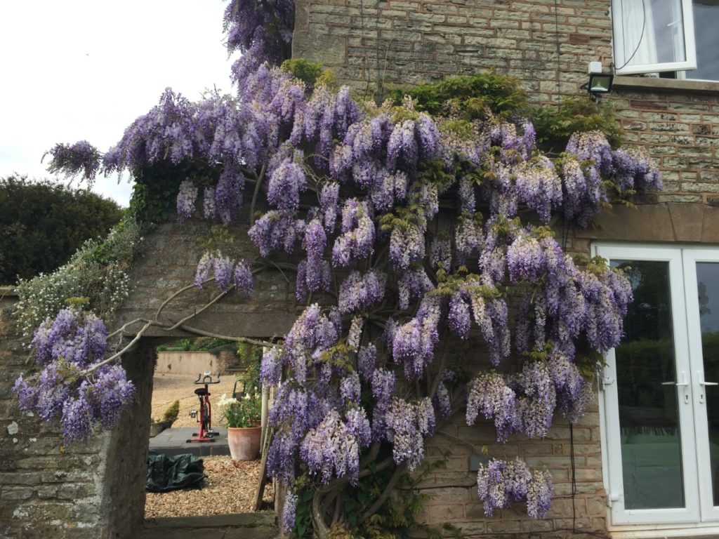 Purple wisteria growing up the wall of a house with an exercise bike in the background