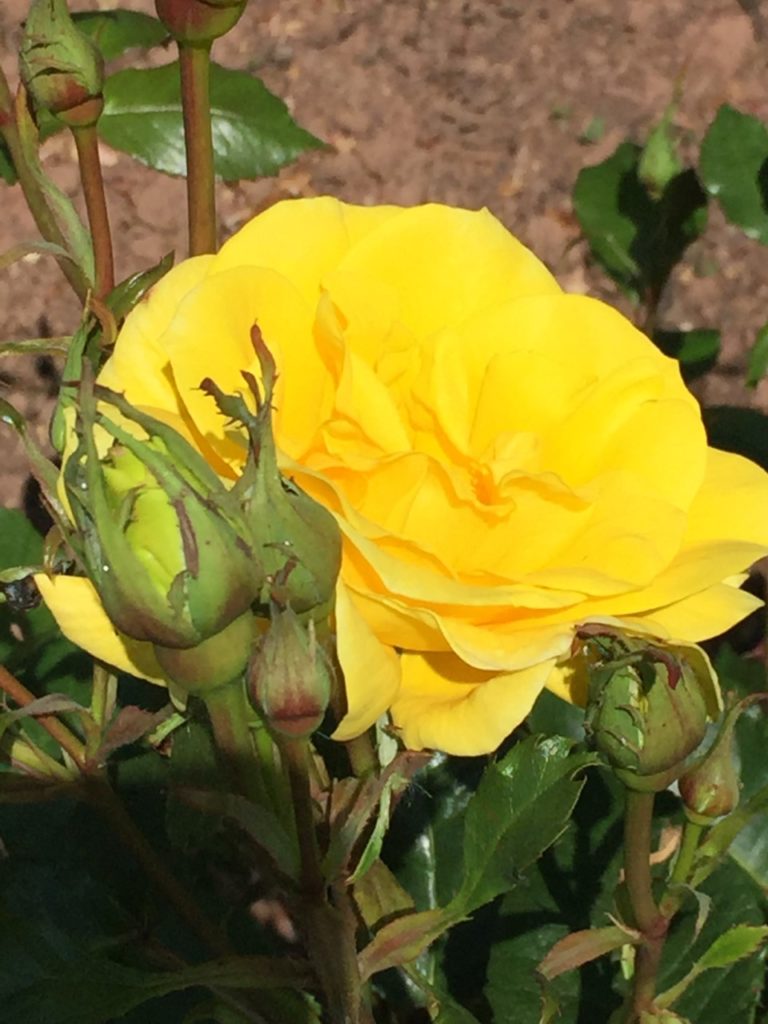 Yellow rose