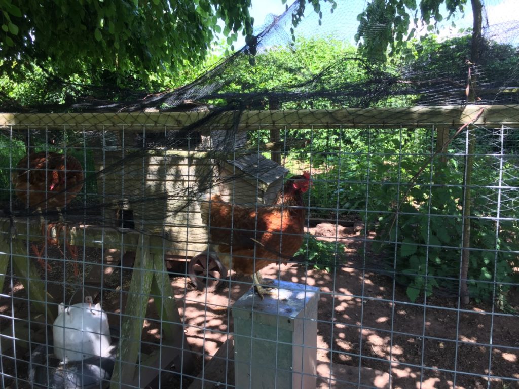 Two brown chickens in wire run with wooden hen house