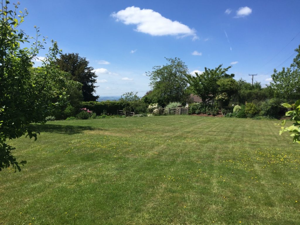 Lawn surrounded by trees and a blue sky with one white cloud