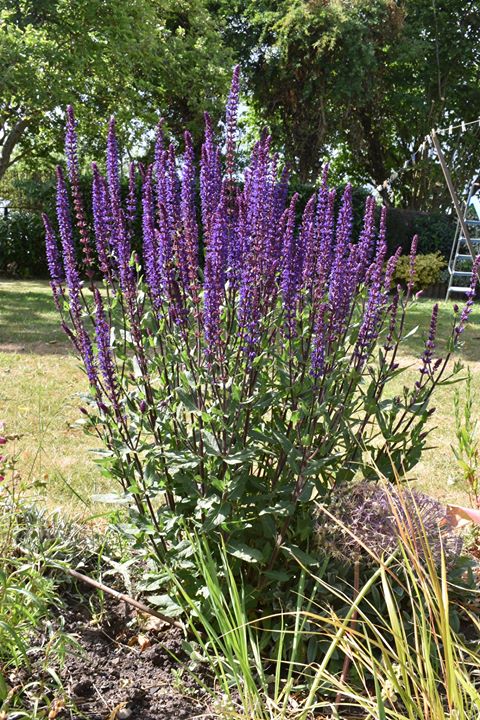 Purple spiky flowers