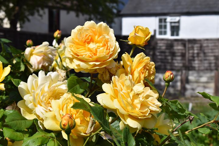 Yellow roses