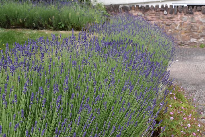 A swathe of purple lavender