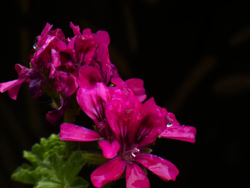 Pink flower