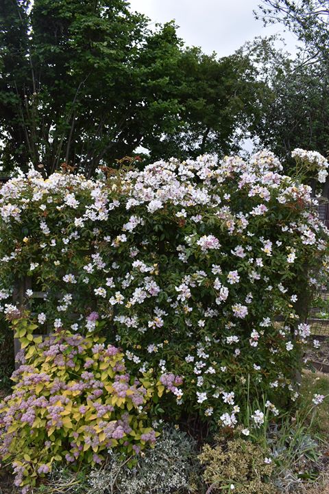 White flowers