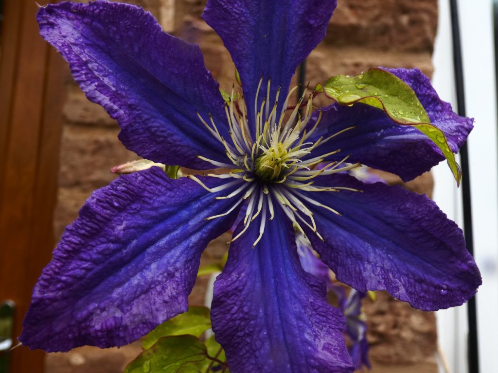 Purple clematis flower