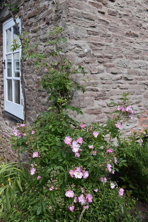 Pink roses climbing up the wall of a house