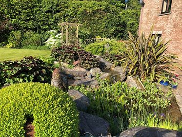 A garden with lots of green plants