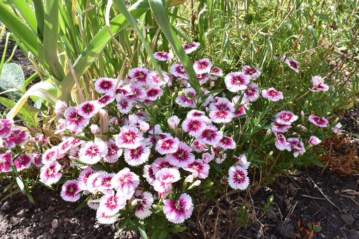 Pink pinks