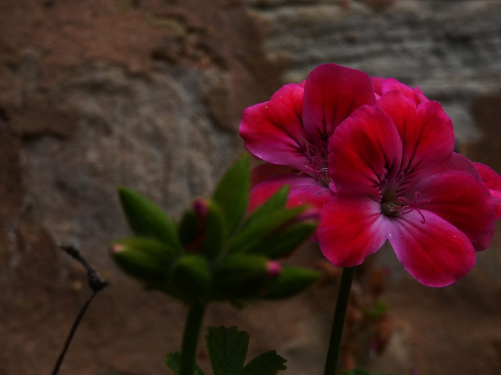 Red flowers